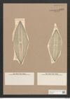 Navicula sp. (de-Toni-Nr.: Genus 1) Zeichnungen Sammlung Grunow Nr. 1336 (NHMW-BOT-W0368268)